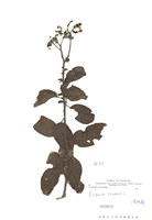 藏品(火炭母草)的圖片